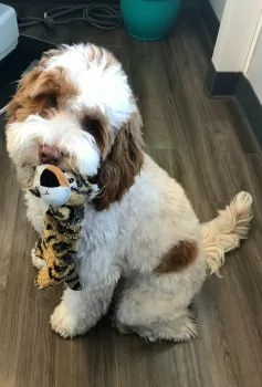 Teddy, office dog at Burlingame Smile Studio.